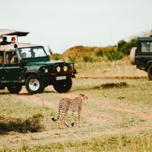 Guests watching a cheetah while on safari South Africa